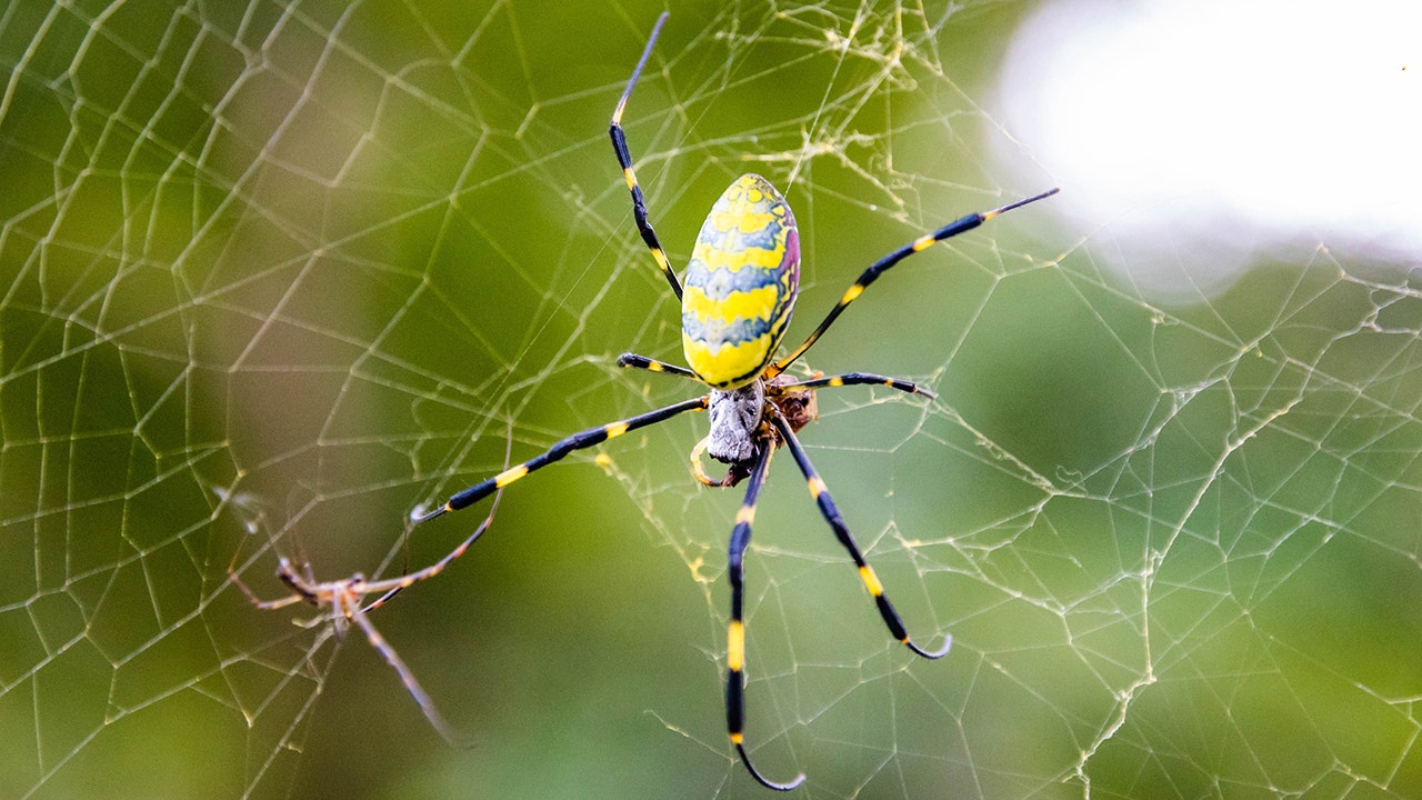 Giant Joro ‘flying’ spider continues march north with Massachusetts sighting