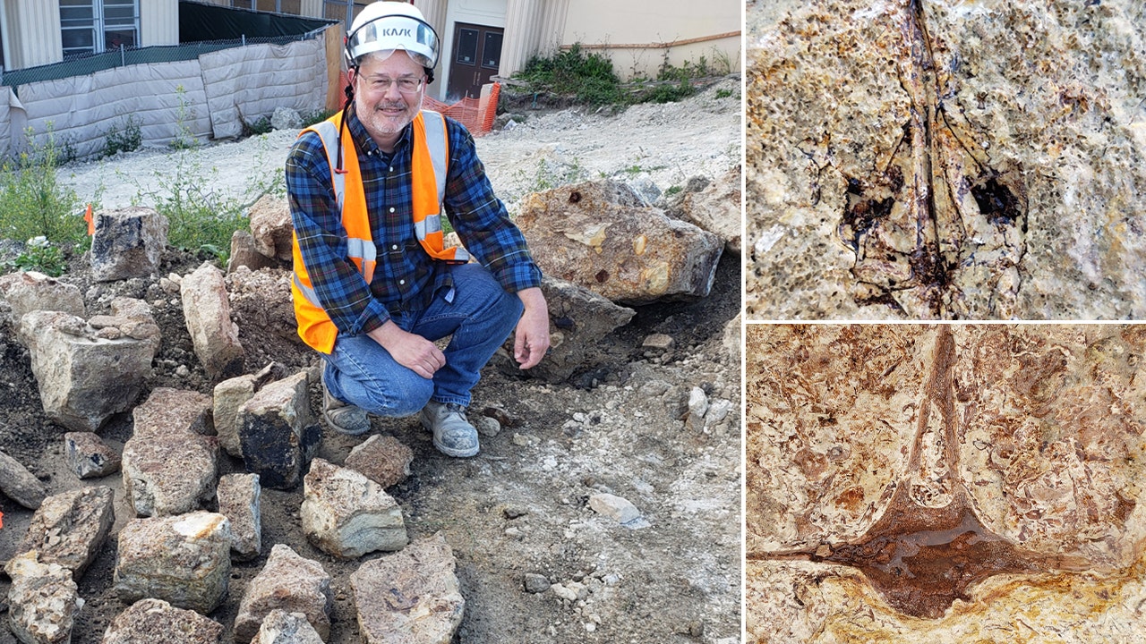 Millions of fossils unearthed during construction at Los Angeles high school