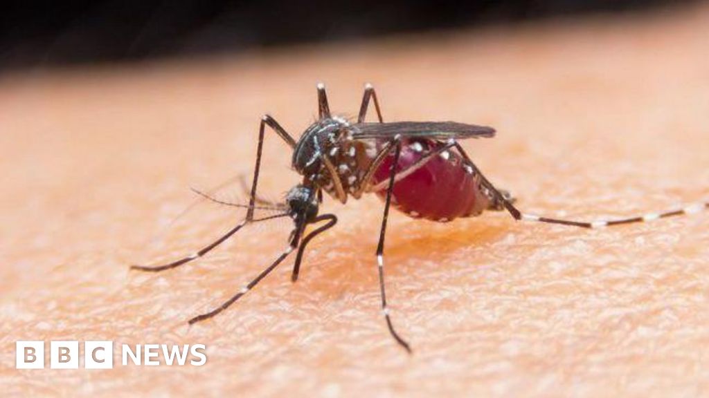 Egypt declared malaria-free by World Health Organization