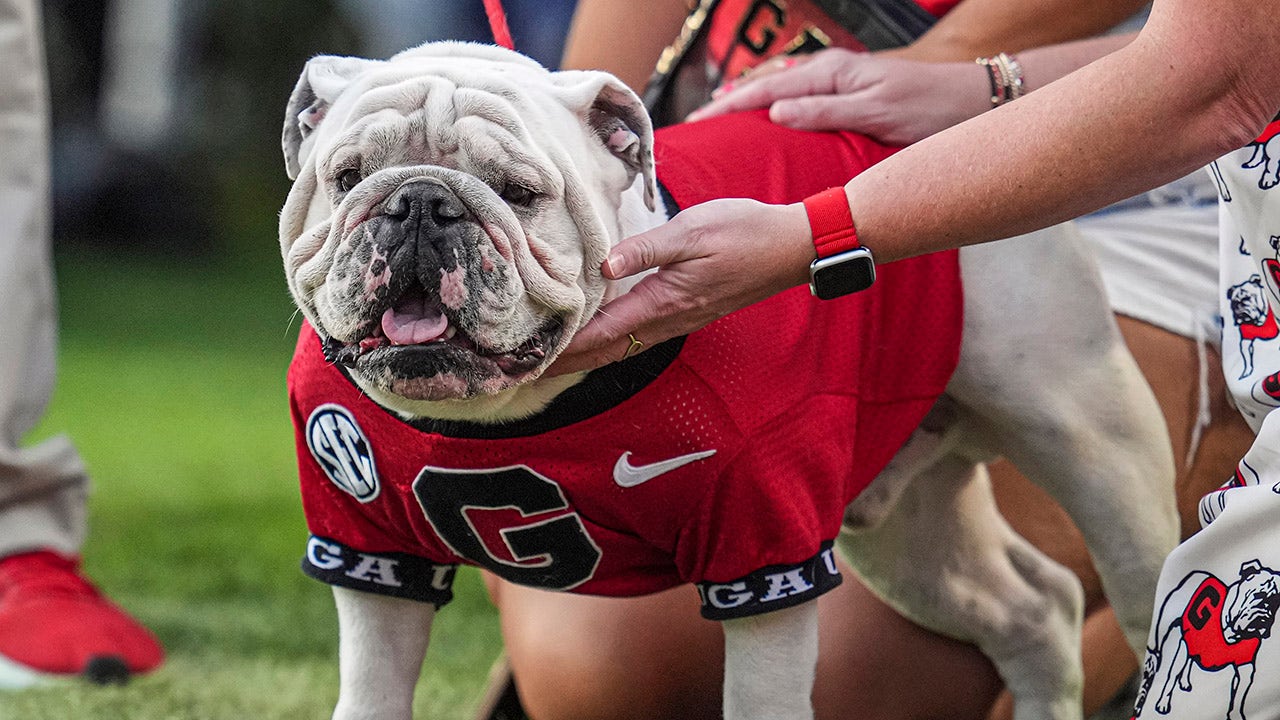 Georgia's famed mascot staying home for team's game vs Texas: 'Crazy as hell'