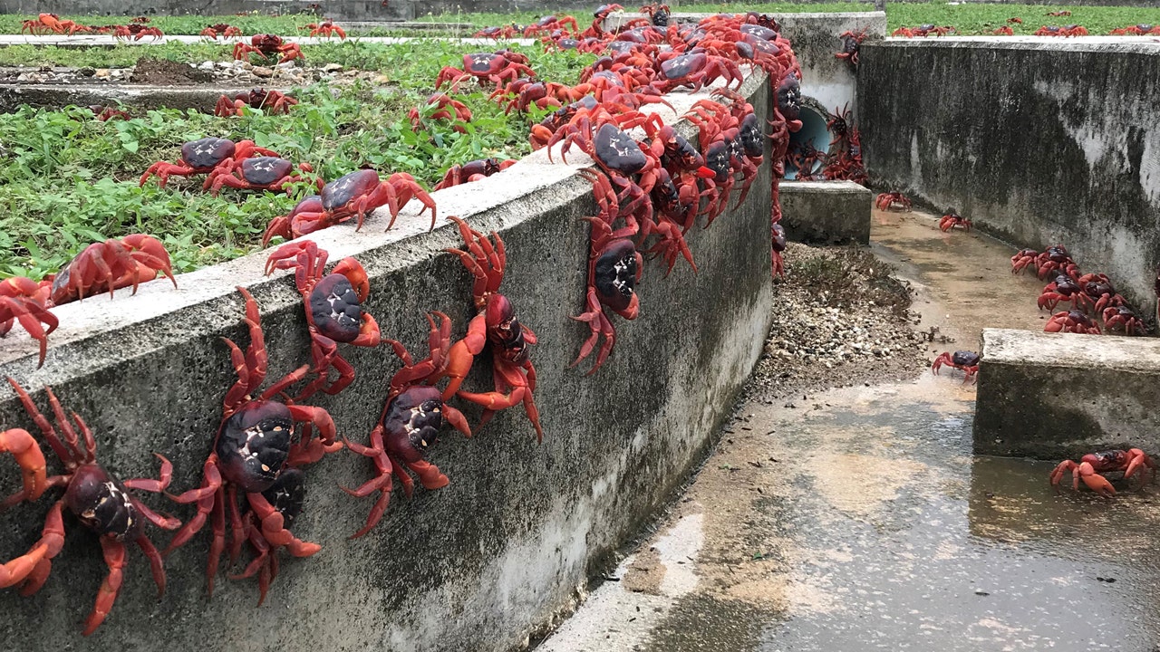 How you can see the annual red crab migration at Christmas Island National Park