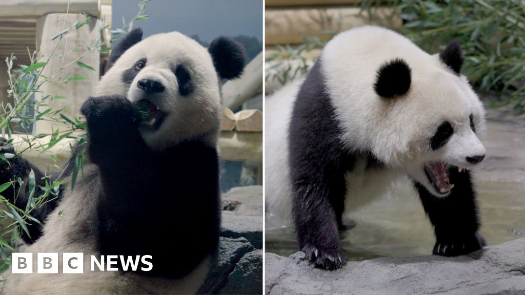 Pandas from China seen exploring new home at DC Zoo