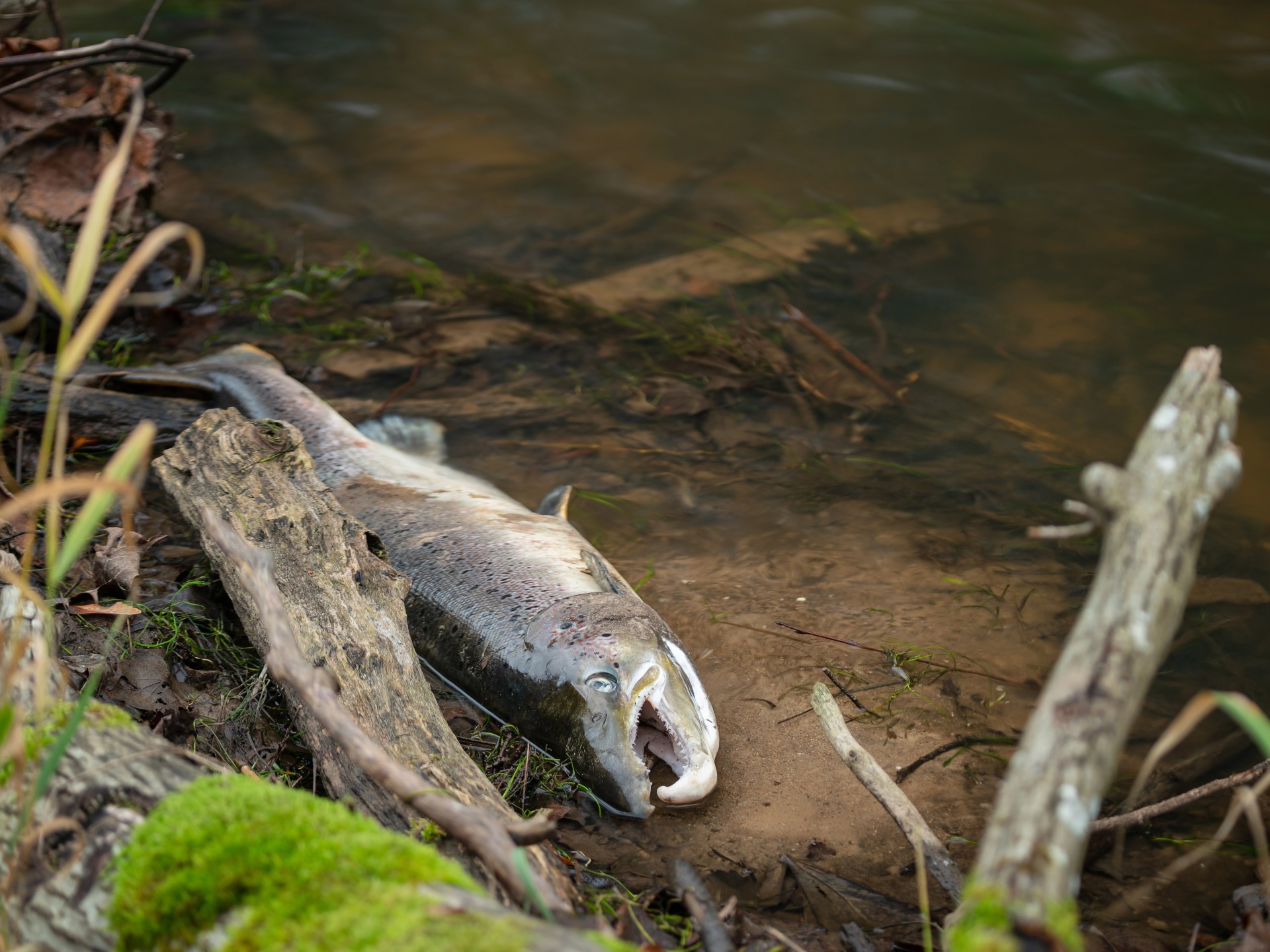 Should we all stop eating salmon? Why it’s suddenly become endangered | Food News