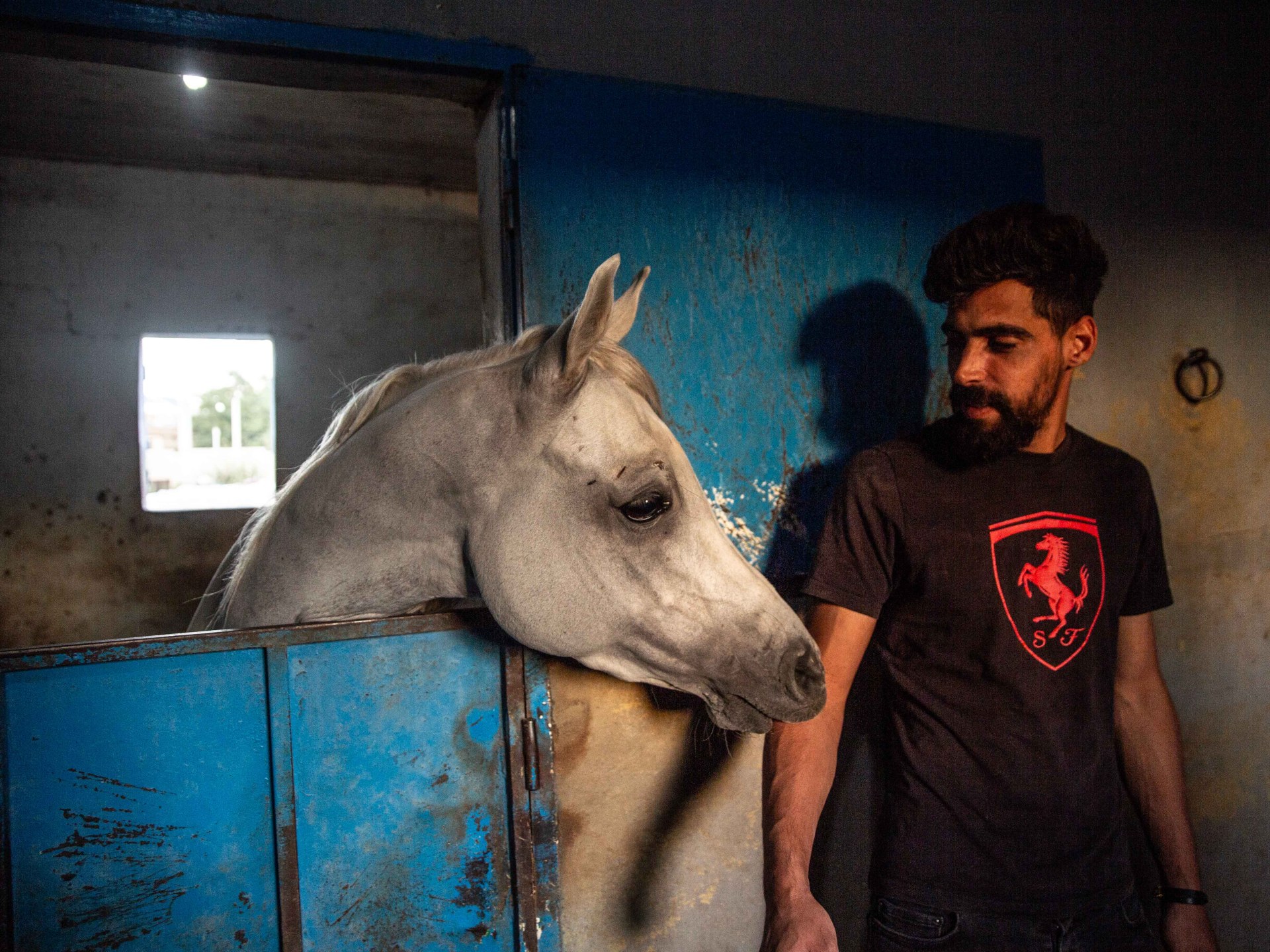 Traumatised horses saved from Israel’s bombs find refuge in Bekaa Valley | Israel attacks Lebanon