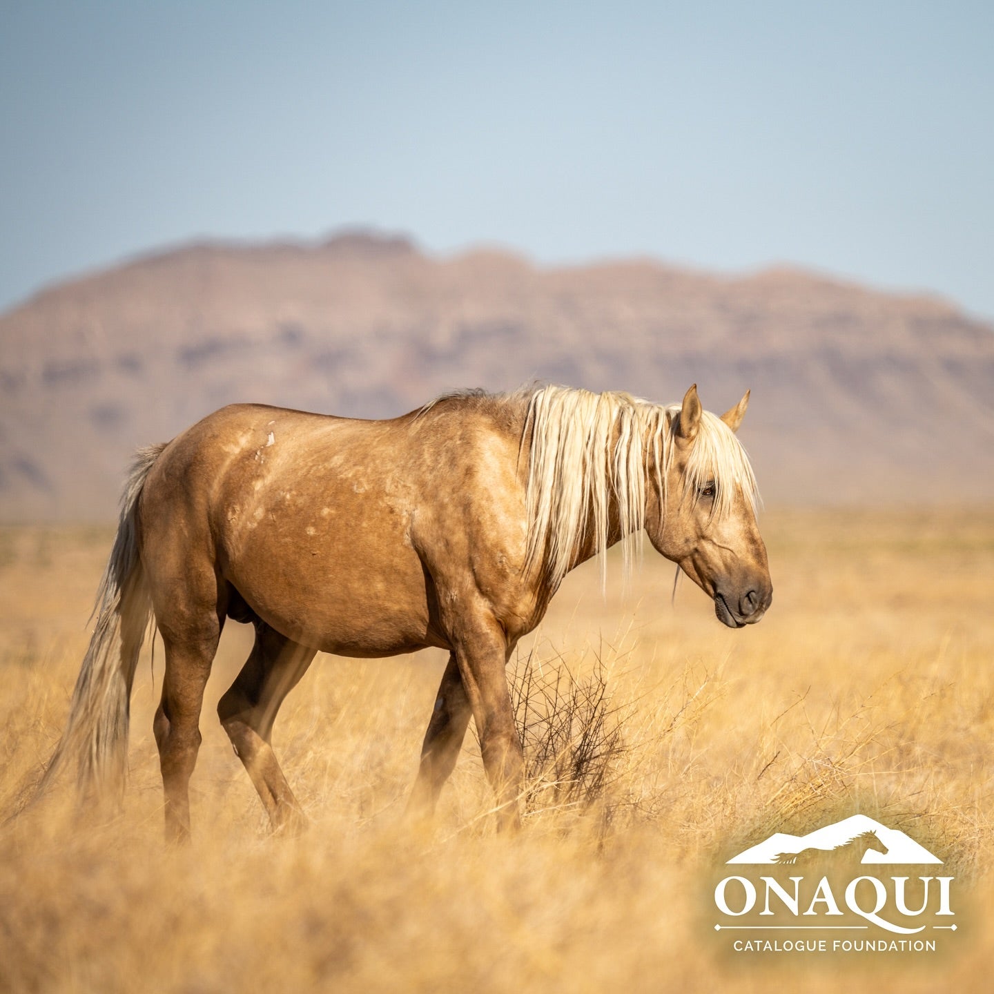 $30k reward available in Utah for info on shooting death of wild horse Pyrite