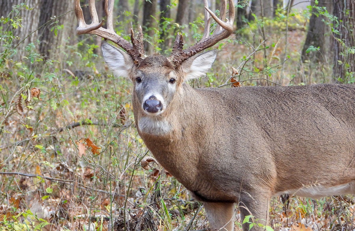 Multiple hunters suffer heart attacks while dragging heavy deer