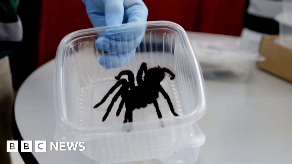 Smuggler caught with hundreds of tarantulas strapped to body in Peru