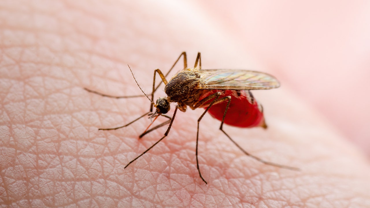 Texas records first locally transmitted dengue fever case of 2024