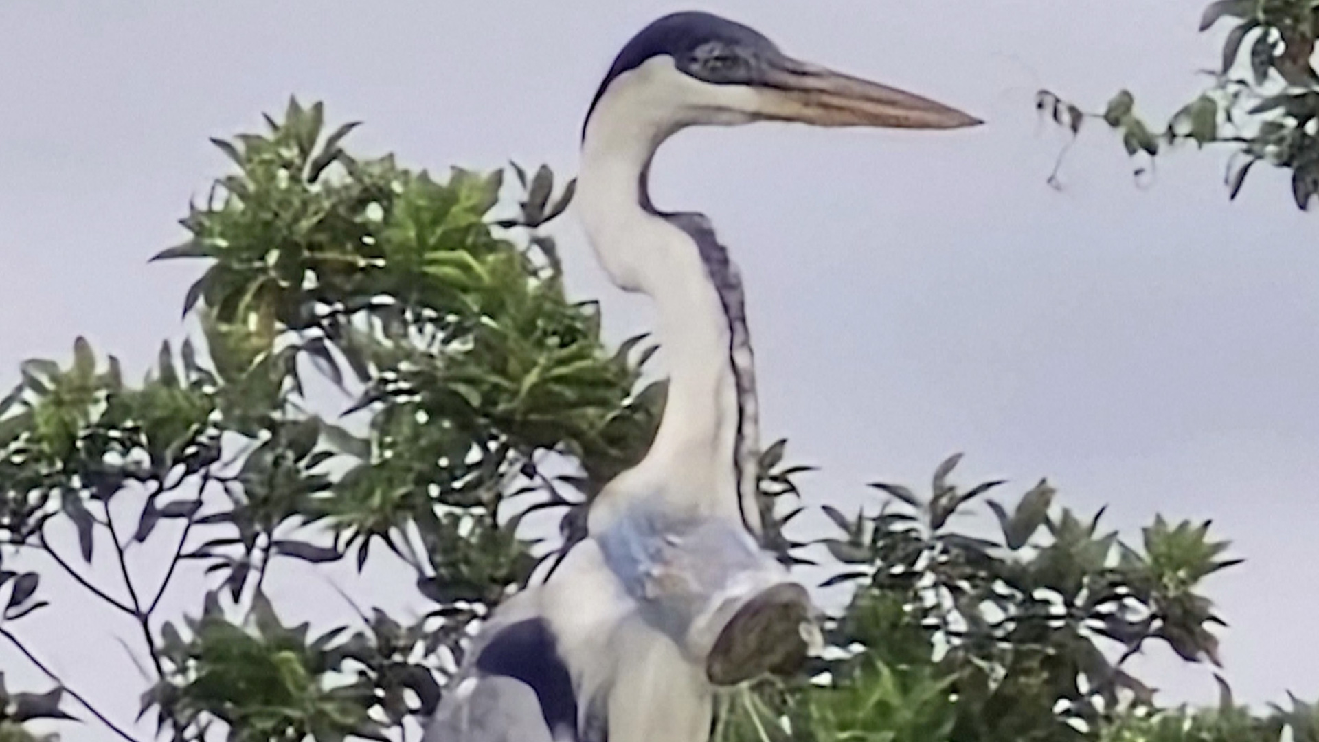 Brazilian vet hopes to rescue heron with cup stuck in throat | Climate