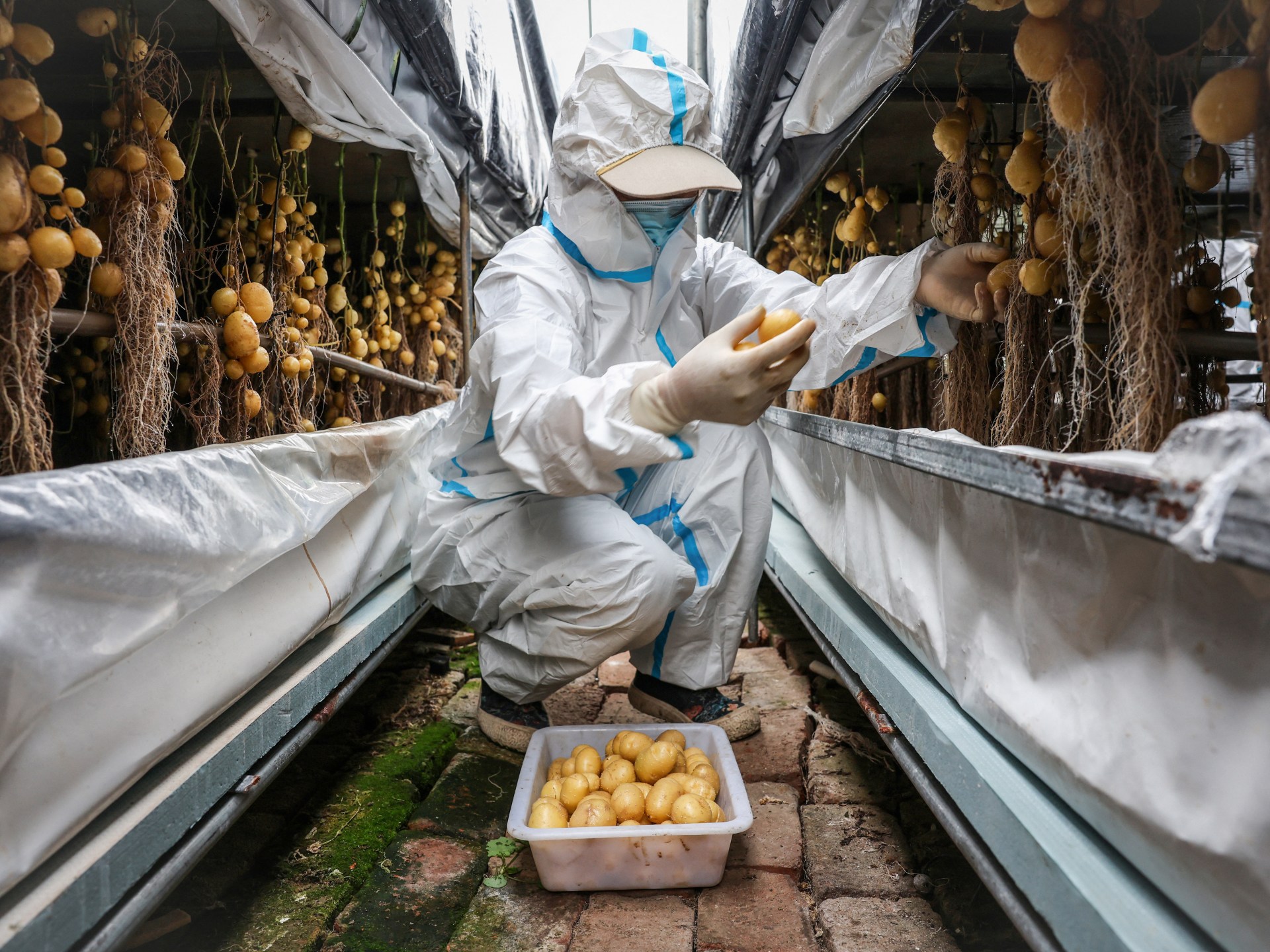 Chinese scientists rush to climate-proof potatoes | Climate Crisis News