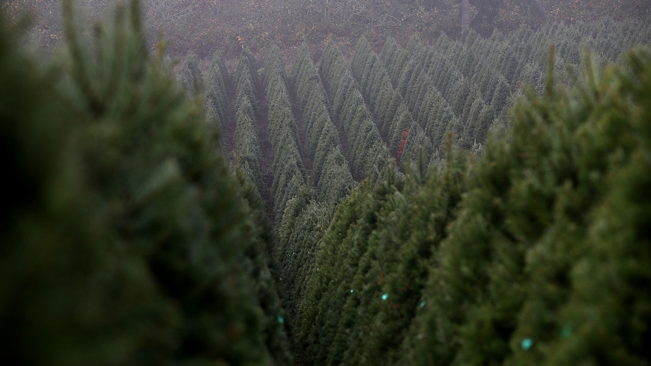 Oregon produces more Christmas trees than any other US state, bringing in about $120 million annually