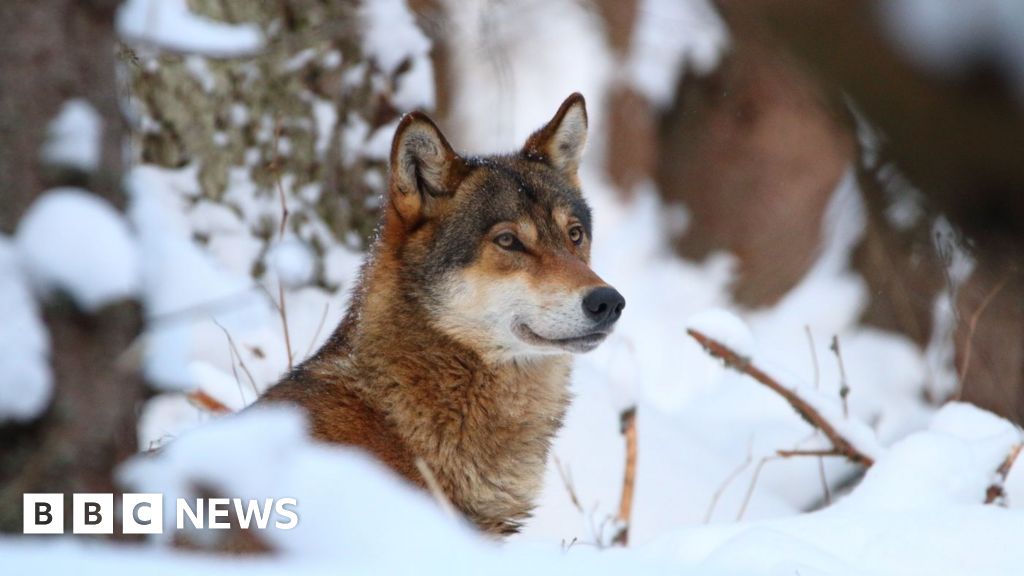 Wolves could lose EU safeguards, opening way for culls